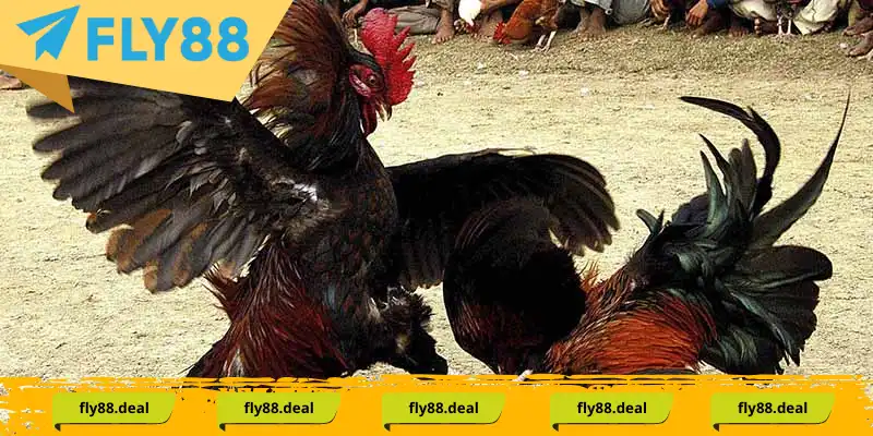 Theo dõi và đặt cược các trận Đá Gà Thomo chất lượng cao tại Hi88