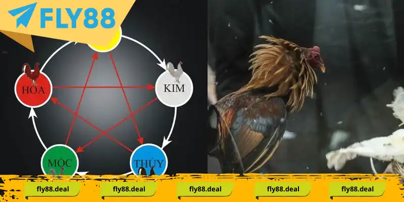 Chơi đá gà cựa sắt áp dụng theo phong thủy ngũ hành Chơi đá gà cựa sắt áp dụng theo phong thủy ngũ hành
