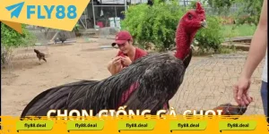 Chon ga choi tot truoc khi nuoi la buoc co ban dau tien