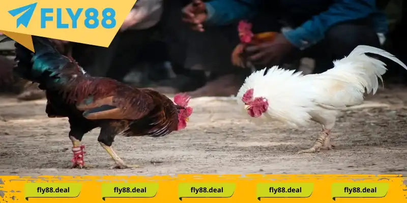 Đá gà cựa dao - Trận đấu kịch tính, nghẹt thở Đá gà cựa dao - Trận đấu kịch tính, nghẹt thở