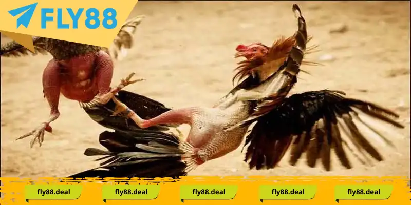 Đá gà đòn - Phương thức giải trí truyền thống Đá gà đòn - Phương thức giải trí truyền thống