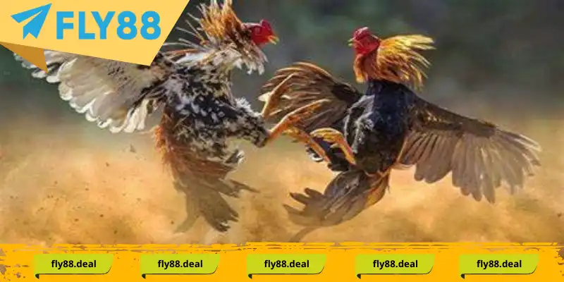 doi net ve daga ma thuong la gi 1