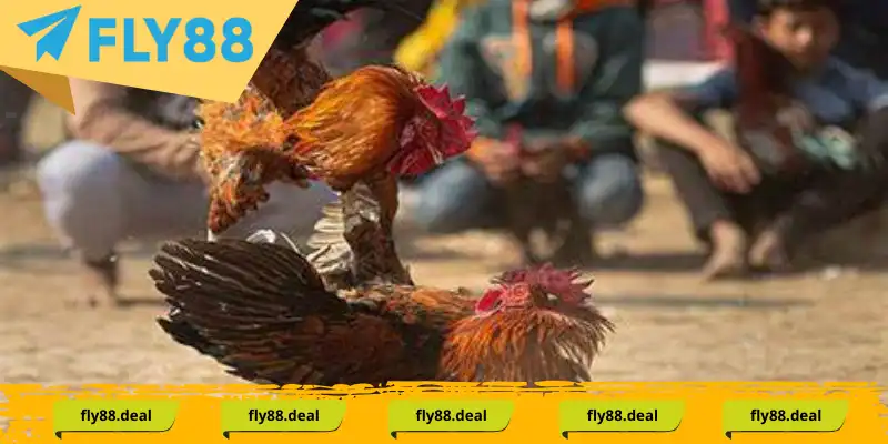 Kê chiến theo lối đá gà mã thương có đặc điểm gì?