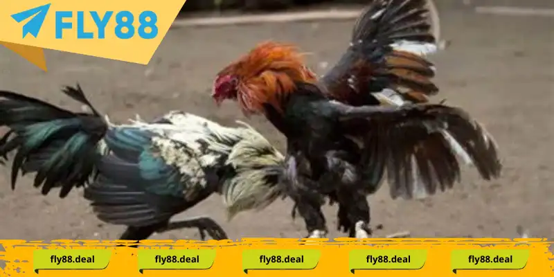 Kinh nghiệm nhận biết chiến kê đá gà mã thương từ cao thủ